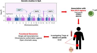 Regulatory T cells in spondyloarthropathies: genetic evidence, functional role, and therapeutic possibilities